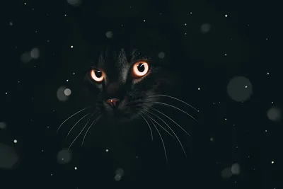 Кошки hd: Бесплатные изображения в формате png
