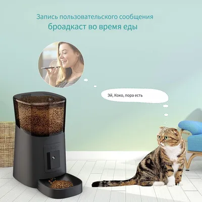 Кошки hd в черно-белом формате: Скачать бесплатно в формате png