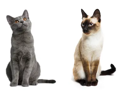 Красивые породы кошек: фото и скачать бесплатно