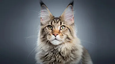 Изображения кошек разных пород в формате JPG, PNG, WEBP