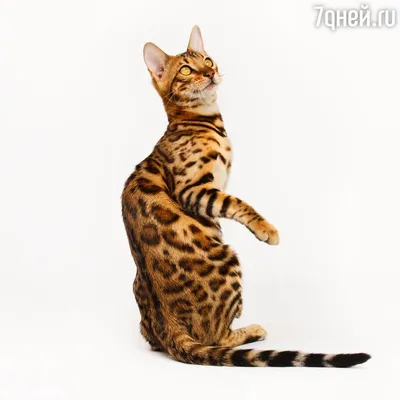 Изображения кошек разных пород: скачать в хорошем качестве