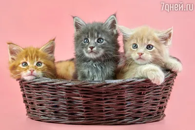 Впечатляющие фотографии кошек всех пород: скачать в JPG, PNG, WEBP