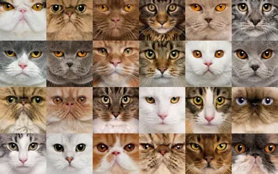 Разнообразие пород кошек на фото: скачать в форматах JPG, PNG, WEBP