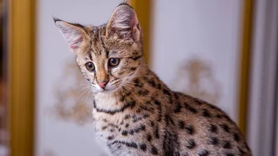 Фотографии расписных кошек и их пород: скачать бесплатно