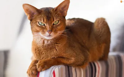 Потрясающие изображения кошек и их пород: скачать бесплатно для фона