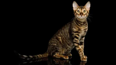 Эксклюзивные изображения кошек и пород: скачать бесплатно в хорошем качестве