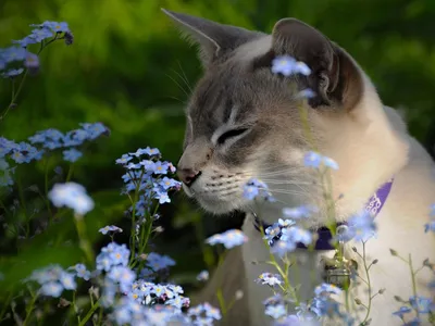Кошки и цветы фотографии