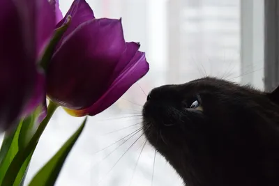 Кошки и цветы фотографии