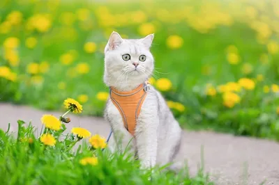 Кошки и весна фото фотографии