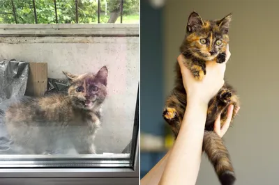 Коллекция красивых фотографий приютских кошек
