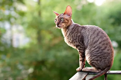 Фото кошек корниш рекс в webp формате, скачивание бесплатно