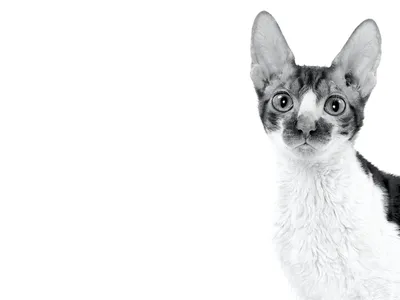 Фото кошек корниш рекс в формате png для фона