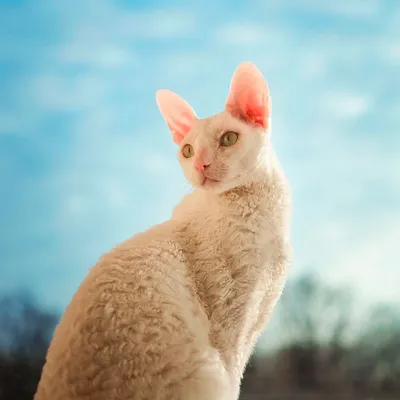 Фотографии кошек корниш рекс в разных размерах и форматах