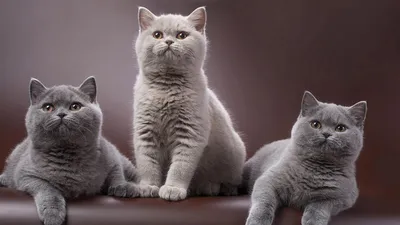 Жизнерадостные коты: скачивайте фотографии для офлайн просмотра