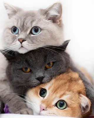Нежность и грация кошек: самые прекрасные снимки