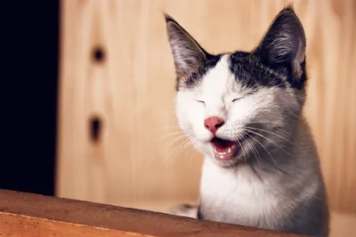 Пленительные фото кошек: качественные снимки для загруженных