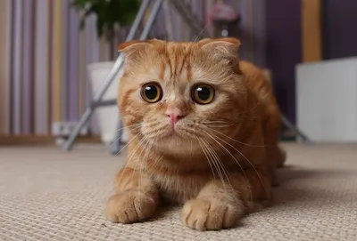 Любимцы тысяч: отличные снимки кошек с возможностью скачивания