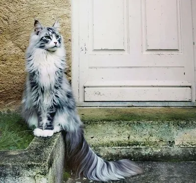 Уникальные фотографии метисов кошек для скачивания
