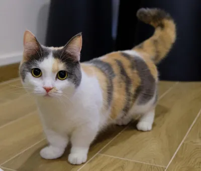 Игривые и невероятно милые: фото кошек на коротких лапках