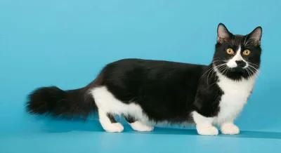 Веселые и очаровательные: фото кошек на коротких лапках