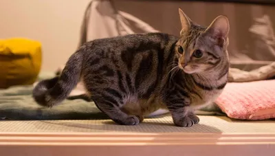 Милые пушистые создания: фото кошек на коротких лапах