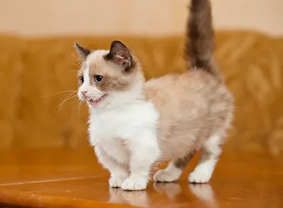 Игривые кошки на коротких ножках: бесплатные фотографии для обоев