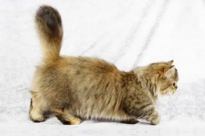 Фото кошек на коротких лапах: лови моменты скачивания