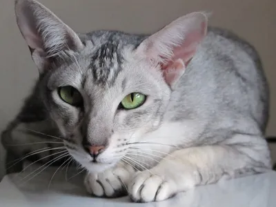 Фото кошек без аллергенов - загрузка в различных форматах