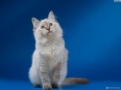 Кошки на которых нет аллергии - оригинальные фотографии