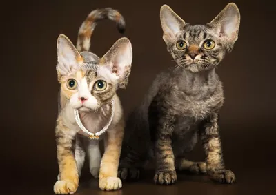 Кошки на которых нет аллергии - фотографии в разных форматах