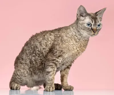 Кошки на которых нет аллергии - фото для печати
