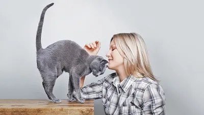 Фото кошек, идеальных для аллергиков - скачать в хорошем качестве
