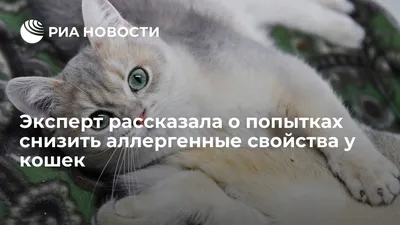Фото, картинки кошек на которых нет аллергии - скачать png, jpg, webp
