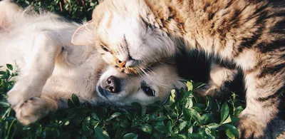 Изображения кошек без аллергенов - фоновые обои