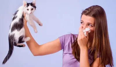 Кошки на которых нет аллергии - фото для печати и использования