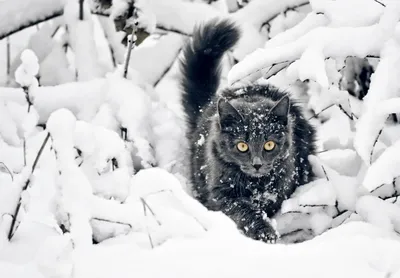Кошки на снегу фотографии