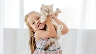 Кошки, которые не вызывают аллергии - фото