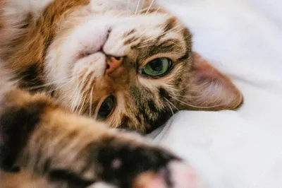 Удовольствие без ограничений: Фото кошек для аллергиков