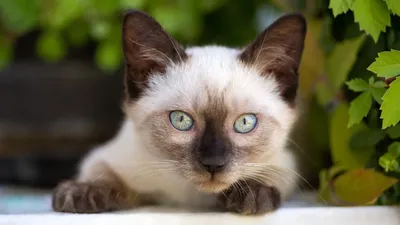 Забудьте о покраснении и заложенности: Кошки без аллергии фото