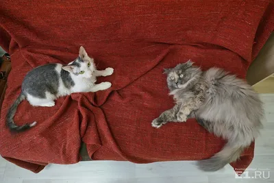 Фотографии идеальных питомцев: Кошки, непризнанные аллергии