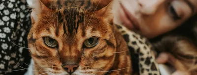 Фотографии, чтобы любить без аллергической реакции: Кошки безопасны