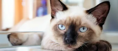Фотографии без аллергических осложнений: Кошки не вызывающие аллергию
