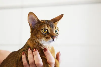 Найдите идеального питомца: Кошки не вызывающие аллергию - фото
