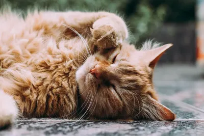 Фотоидеальных кошек без аллергии