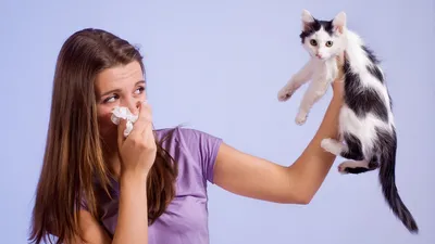 Фото безопасных аллергических реакций: Кошки, не вызывающие аллергию