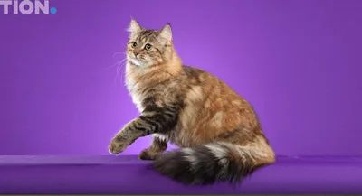 Полная свобода: фото кошек без аллергии