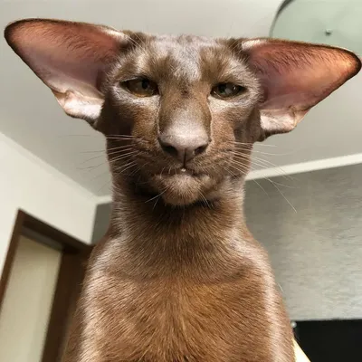 Красивые фотографии кошек ориенталов