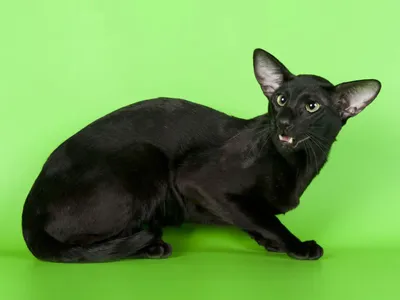 Фотографии ориентальных кошек для бесплатного скачивания