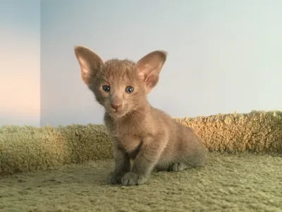 Удивительные изображения ориентальных кошек