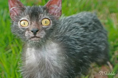 Ликийская кошка - фото изумительной породы